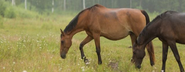 Horseback riding