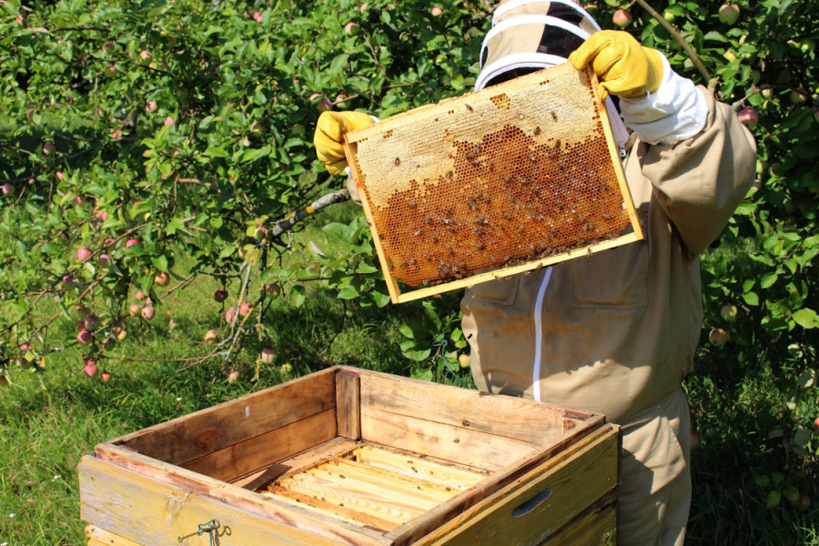 Jaunums! Biškopības saimniecība “Jaunparkas”