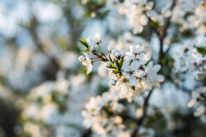 Latvijas Stādu dienas Jelgavā 2026