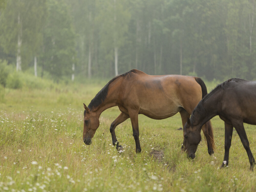 Stable Mītavas zirgi (Horses of Mitau) 